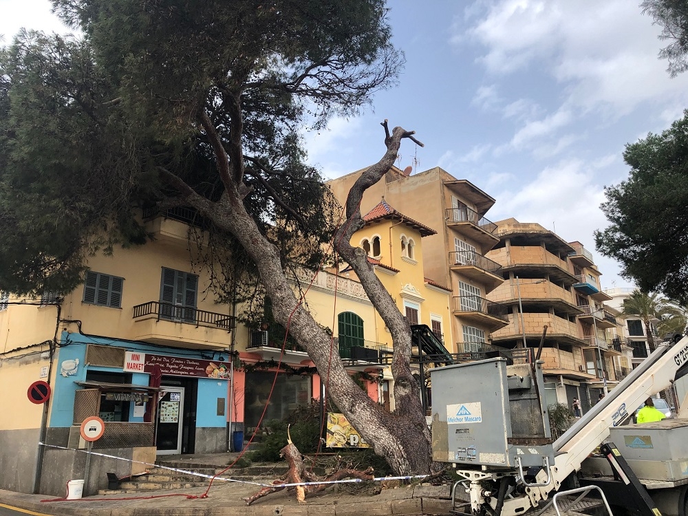 Cae un pino de gran tamaño sobre una vivienda en Porto Cristo