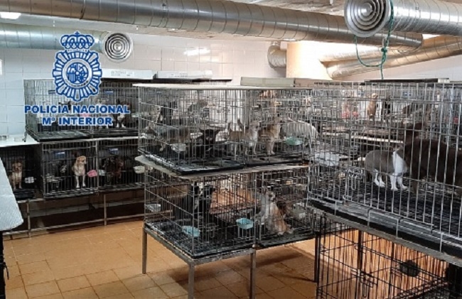 La Policía Nacional desmantela dos criaderos ilegales de chihuahuas y rescata 270 perros