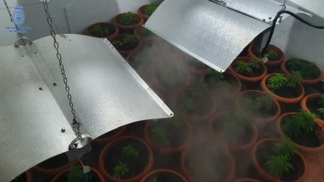 La Policía Nacional detiene a una pareja y desmantela una plantación de marihuana