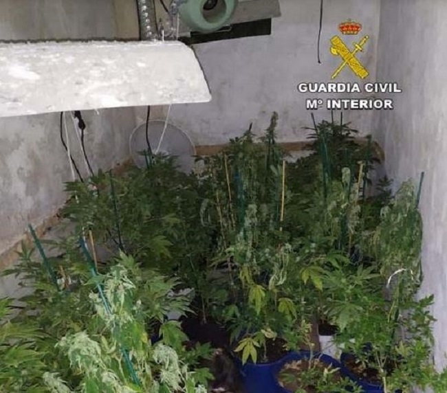 La Guardia Civil detiene a una mujer por cultivo y venta de marihuana en Llucmajor