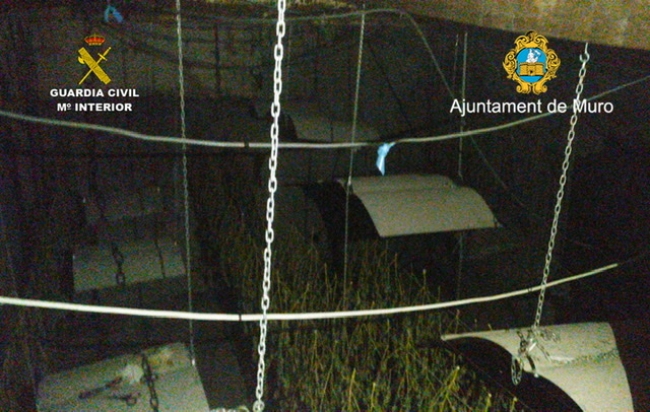 La Guardia Civil y la Policía Local de Muro desmantelan una plantación de marihuana
