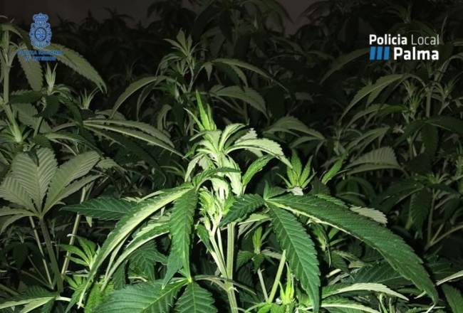 La Policía Nacional y la Policía Local de Palma han detenido a dos personas por tráfico de drogas 