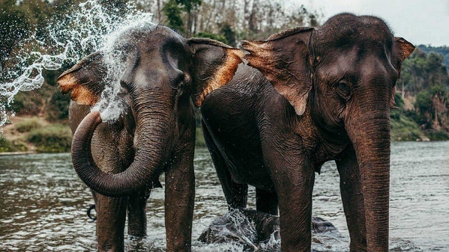 Diez nuevas especies migratorias quedan protegidas bajo el acuerdo mundial de vida silvestre