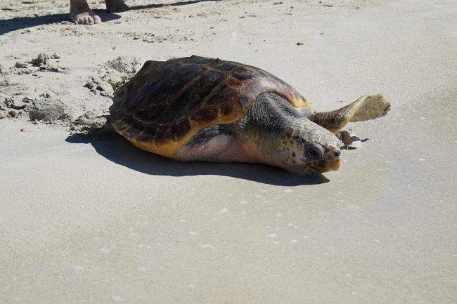 El Parque Natural des Trenc acoge, por primera vez, una suelta de tortugas marinas