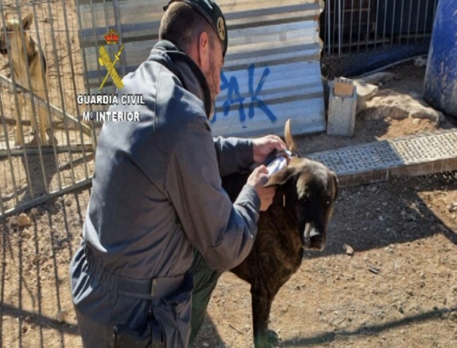 La Guardia Civil detiene a la dueña de una protectora de animales como responsable de la muerte de casi 500 animales