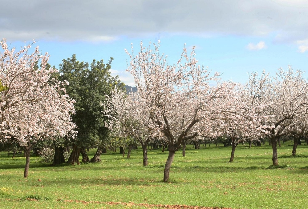 La Conselleria de Agricultura, a través del FOGAIBA, abona más de 11 millones de euros del pago del saldo de las ayudas de la PAC 2023