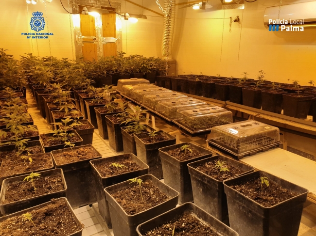 Golpe al narcotráfico en la barrida de la Soledad, Palma