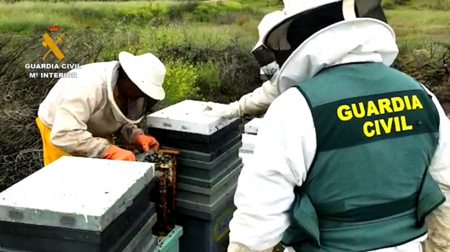 Detenido por robar más de 200 colmenas de abejas