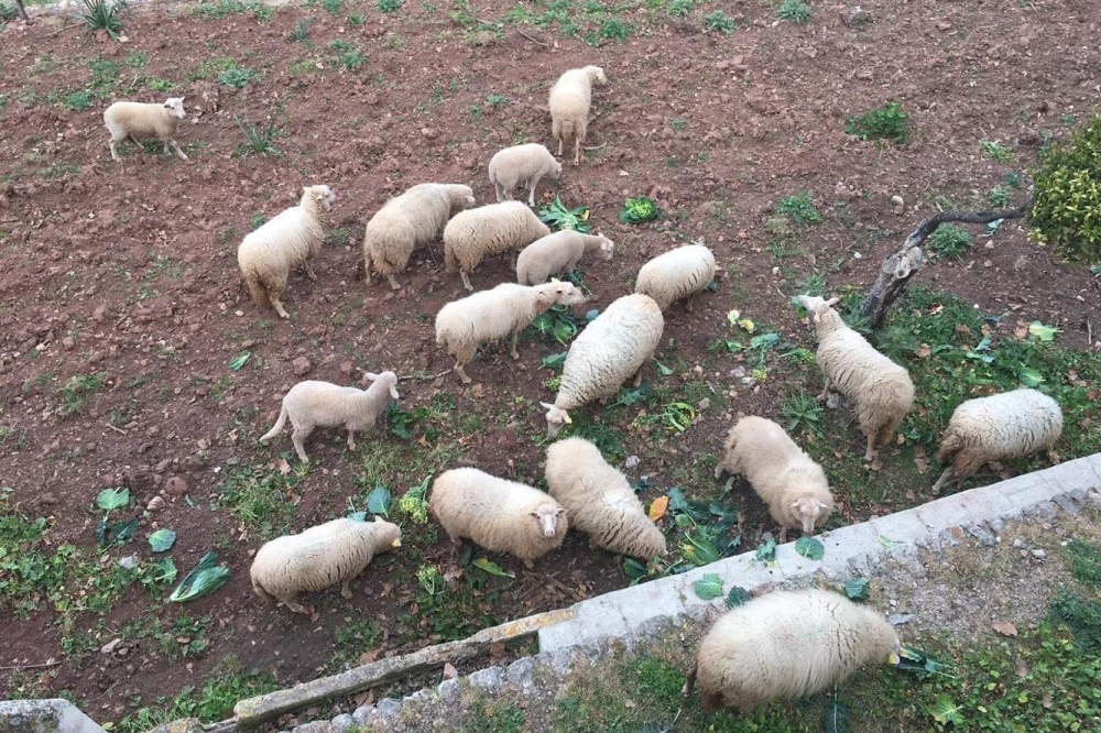 Los corderos criados en las fincas públicas del IBANAT se adhieren a la marca «Me ecològic de Mallorca»