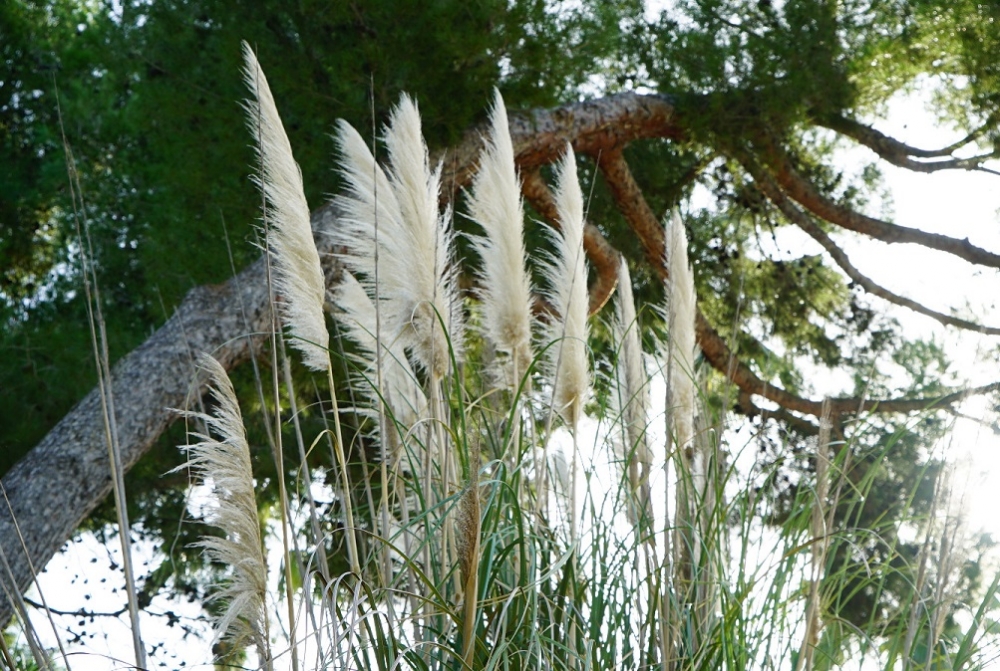 Inician la eliminación de nueve especies invasoras las Illes Balears