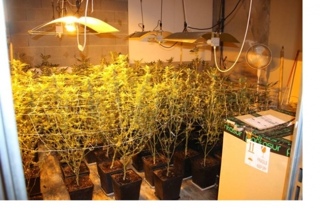 Desmantelada una plantación de marihuana en la localidad de Montuiri