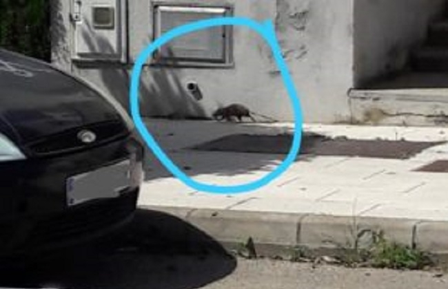 Cs Lloseta denuncia que la falta de limpieza ha aumentado la presencia de ratas en zonas verdes y calles del pueblo