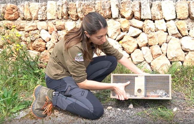 Medio Natural captura un total de 2.896 ejemplares de serpientes invasoras en las Pitiusas durante la campaña 2023