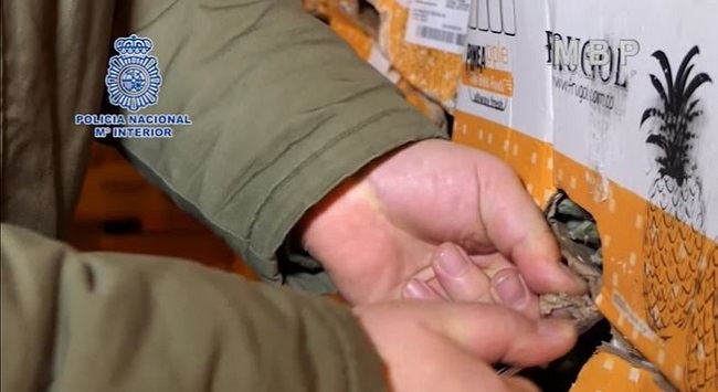 Detenidas 18 personas e incautada una tonelada de cocaína impregnada en el cartón de cajas de fruta