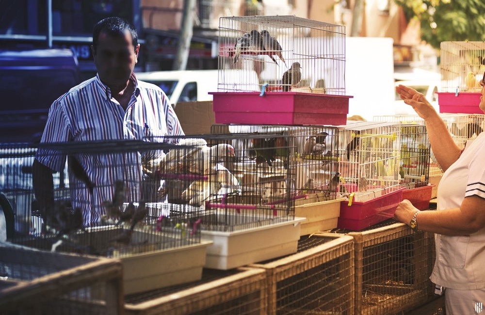 La venta de animales vivos estará permitida en la reapertura de los mercados al aire libre