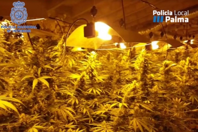 La Policía Nacional y la Policía Local de Palma detienen a un hombre que cultivaba una plantación de marihuana en Llubí
