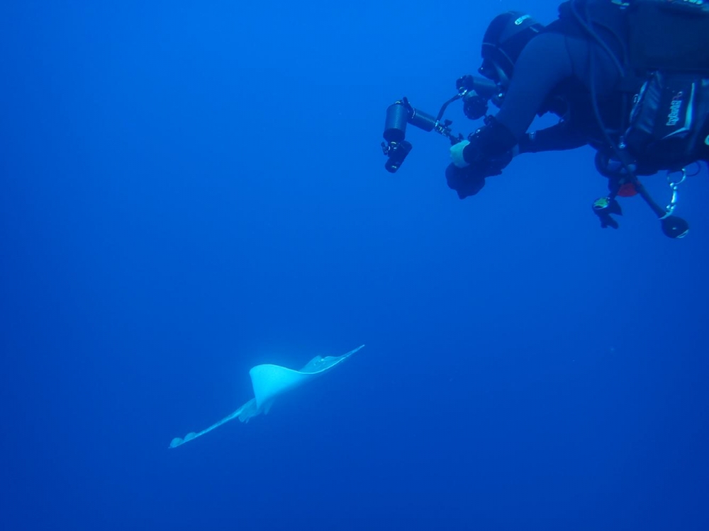 Convocan la primera reunión del comité de expertos en el marco del proyecto de la Estrategia Balear de Tiburones y Rayas
