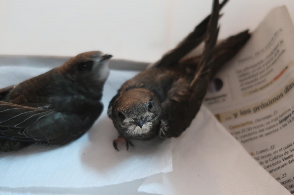 El COFIB hace una serie de recomendaciones para los ciudadanos que encuentren polluelos caídos del nido