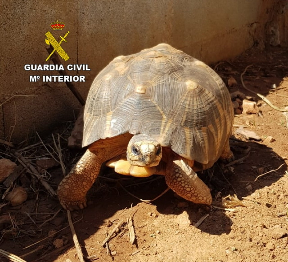 La Guardia Civil recupera 4 tortugas sustraídas en un centro de recuperación