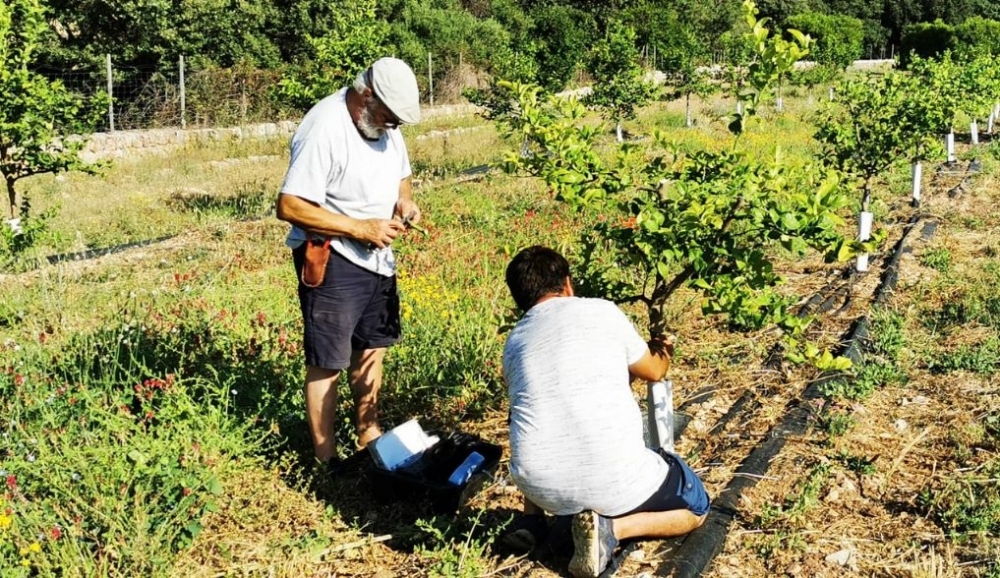 Govern autoriza la elaboración de la primera estrategia Balear de mejora del conocimiento agrario