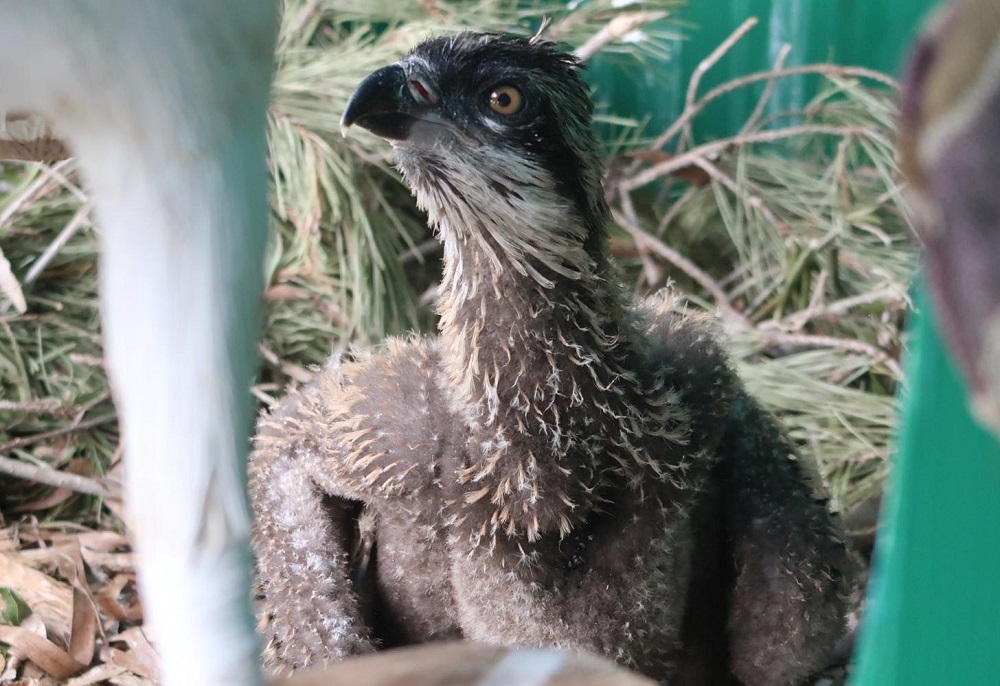 Un polluelo menorquín de águila pescadora viaja a la Comunidad Valenciana para reforzar la población