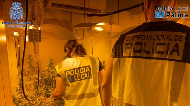 La Policía Nacional desmantela una plantación de marihuana y un punto de transformación y adulteración de cocaína