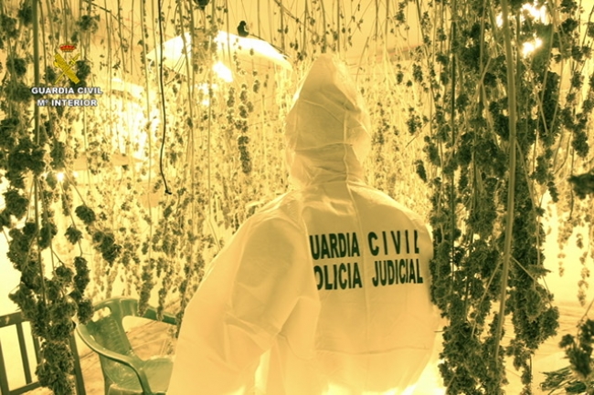 La Guardia Civil desmantela una plantación “Indoor” de más de 500 plantas de marihuana en Sineu