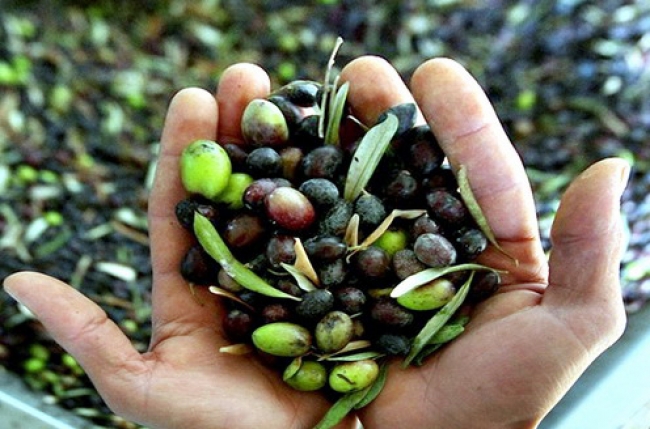 El aceite de Menorca ya se podrá comercializar este otoño con el distintivo de la IGP «Oli de Menorca» / «Aceite de Menorca»