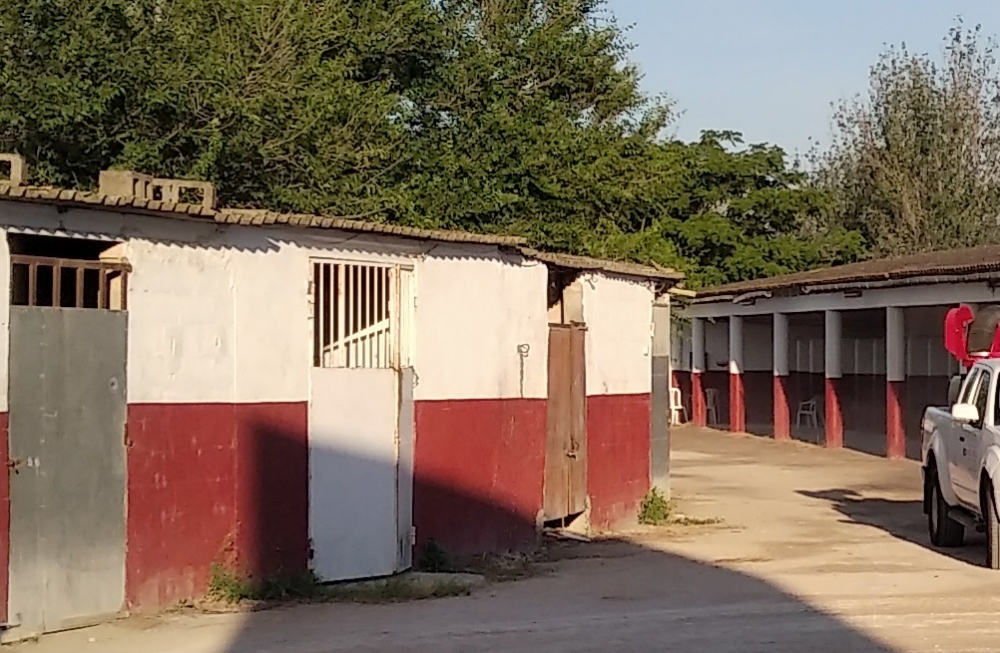 Los hipódromos de Mallorca se reactivan