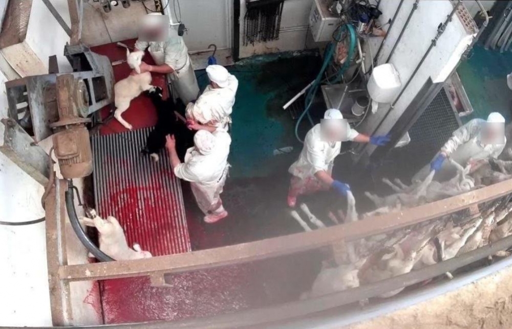 El Parlament de las Islas Baleares insta al Gobierno de la comunidad a instalar cámaras de vigilancia en mataderos