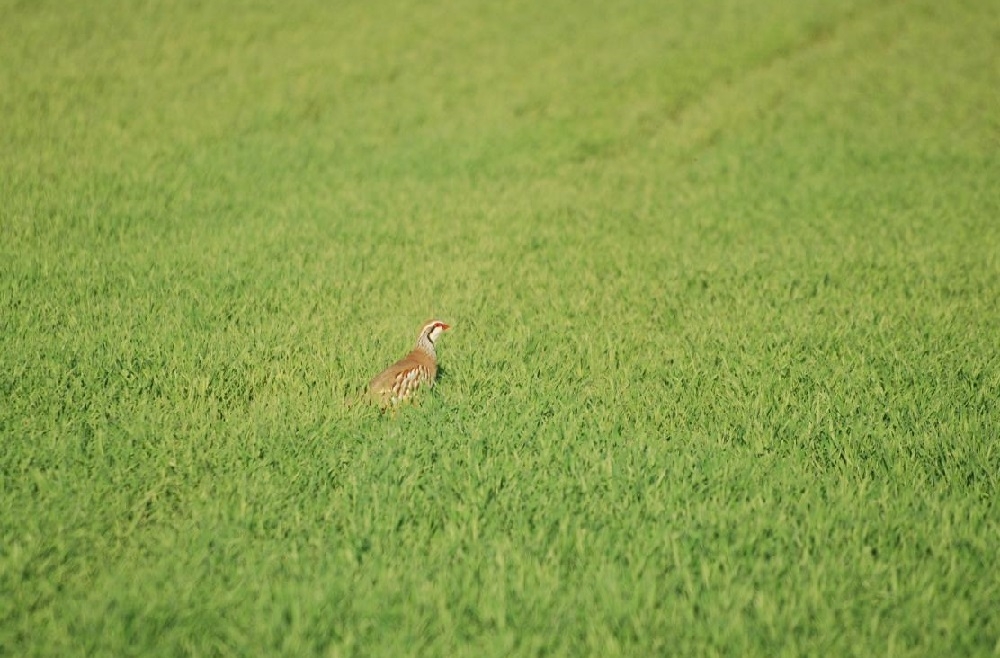 Mallorca publica la Orden de Vedas para la temporada 2024-2025 con un calendario más amplio de caza