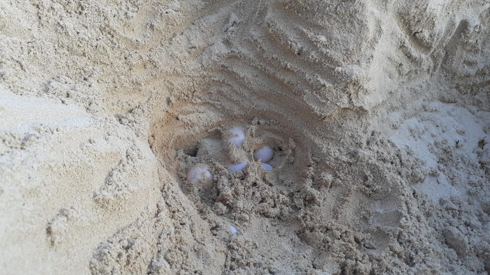 Una tortuga marina pone huevos por primera vez en Menorca
