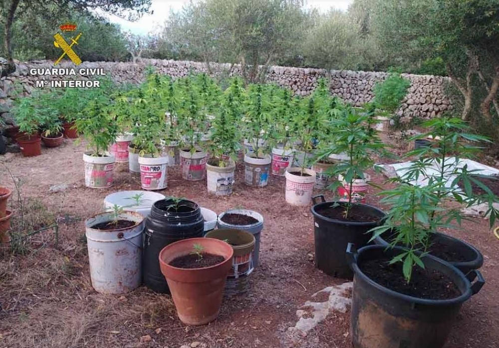 La Guardia Civil incauta 200 plantas de marihuana e interviene diversas armas en Menorca
