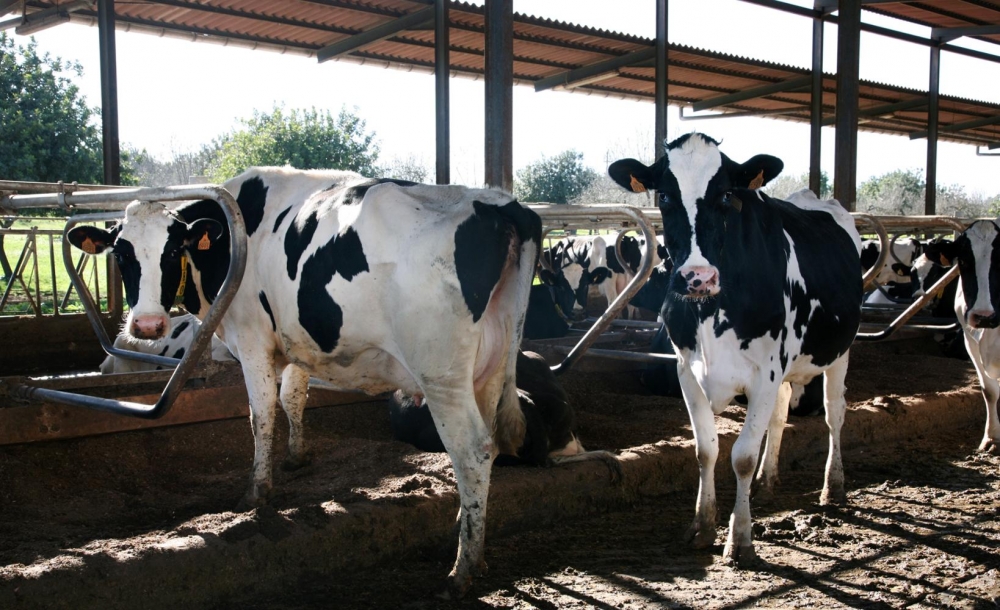 Agricultura convoca ayudas por valor de 1,8 millones de euros para mantener el sector lácteo de Menorca