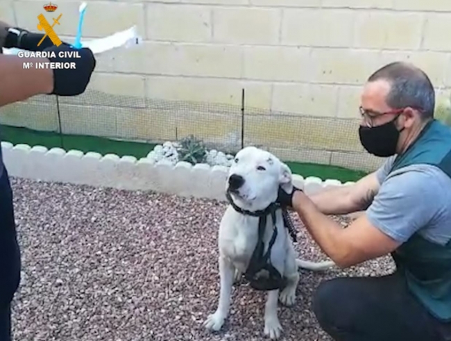 La Guardia Civil esclarece a través del ADN el robo de una camada de perros