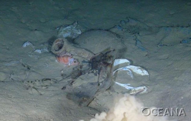 Oceana revela una plaga de plásticos en las profundidades marinas de Europa