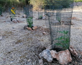 La Guardia Civil desmantela una plantación compuesta por 272 plantas de marihuana en Sineu