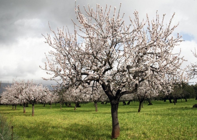 Autorizan incrementar en 570.000 euros el crédito para la ayuda de mantenimiento del paisaje agrario