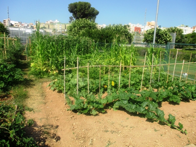Palma sorteará las parcelas y mesas de cultivo de la Red de Huertos Urbanos