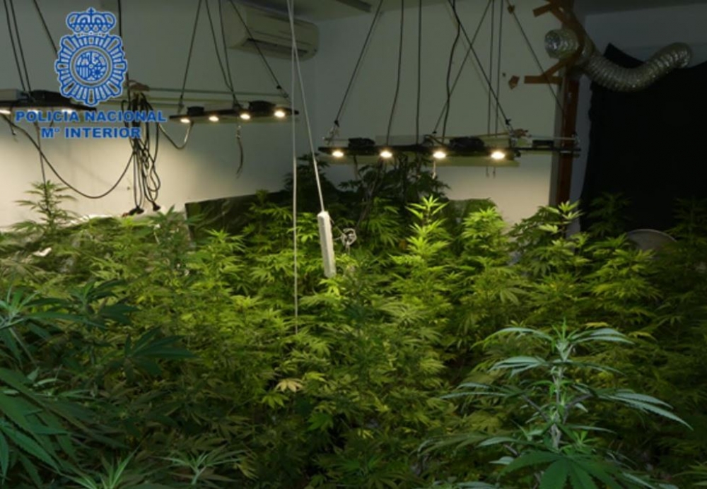 La Policía Nacional detiene a un hombre con una plantación de marihuana en su domicilio