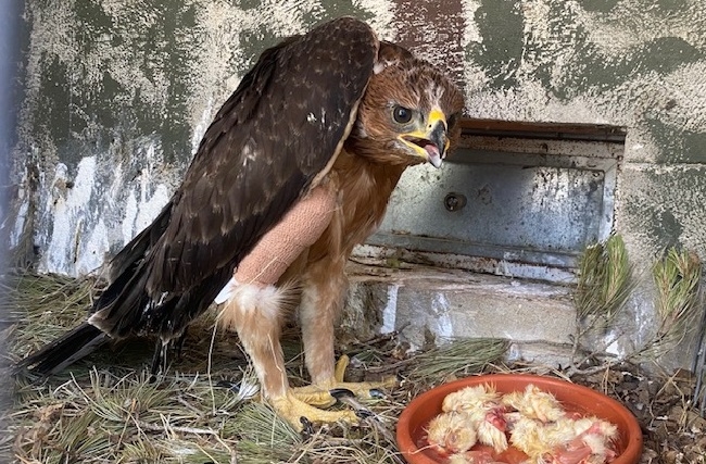 Medi Ambient cede un polluelo de águila de Bonelli en la Comunitat de Madrid