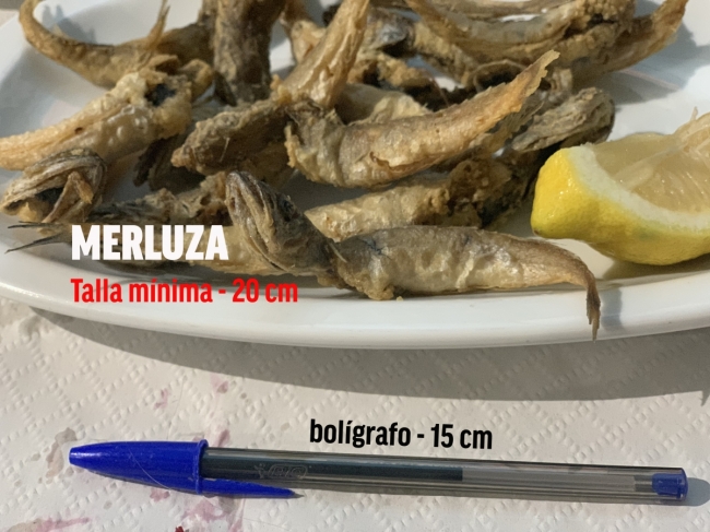 Oceana y Fundación ENT ven insuficientes las medidas del Gobierno para acabar con la grave sobreexplotación de la merluza