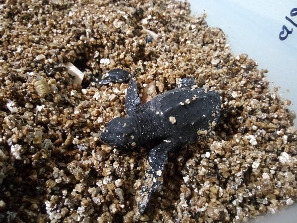 Nacen nueve tortugas marinas de la primera posta hecha en Menorca