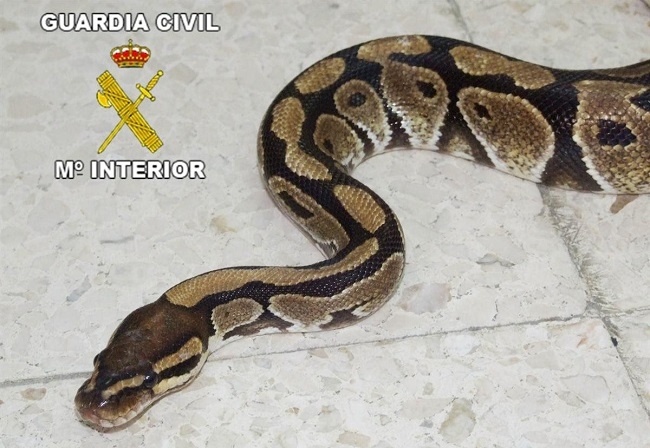 Medi Ambient y la Guardia Civil coordinan estrategias para el control de serpientes invasoras