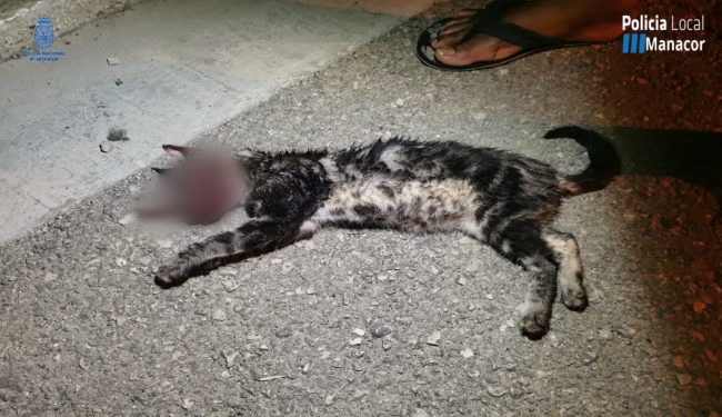 El PP suspende de militancia a los dos detenidos por torturar y matar a un gato en Manacor