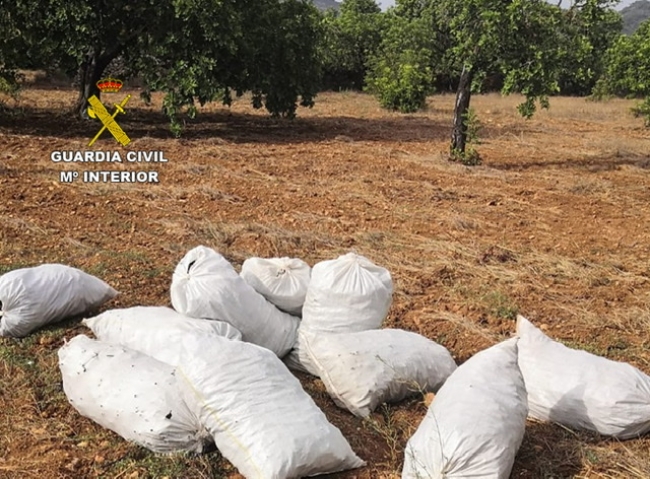 La Guardia Civil detiene a dos hombres e investiga a dos más por hurto de una tonelada y media de algarrobas