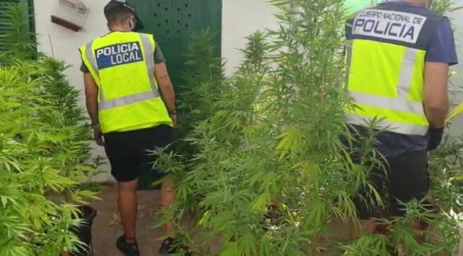 Desmantelada una plantación de marihuana en Palma