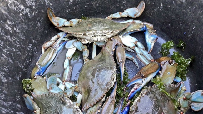 El Consell de Mallorca refuerza el control del cangrejo azul para combatir la proliferación de esta especie invasora 