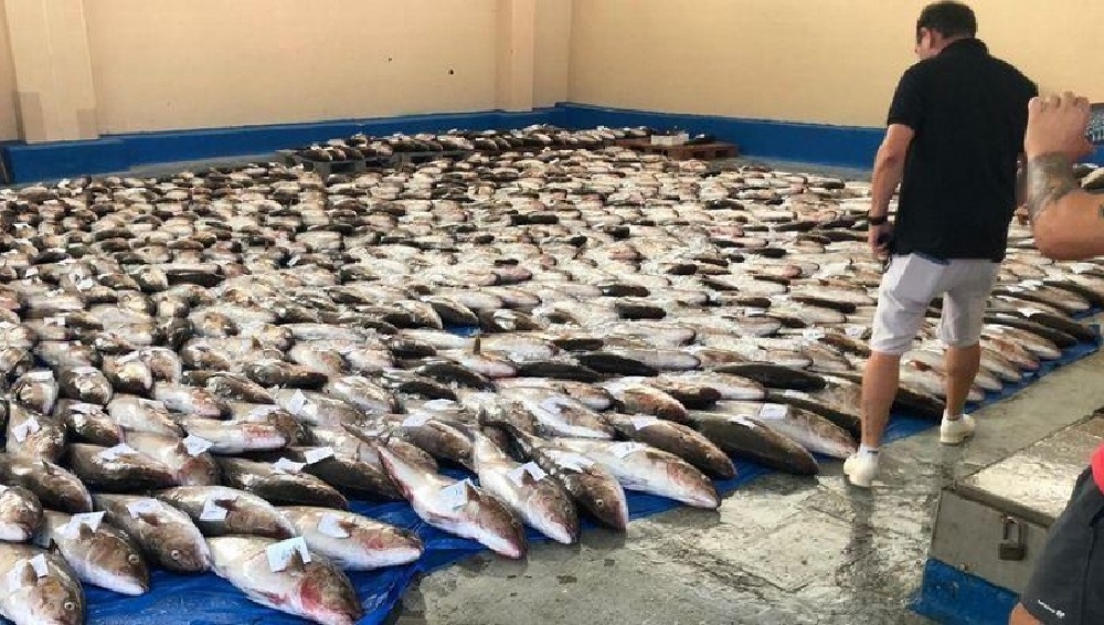 https://www.noticiasmallorca.es/imatges/fotosweb/2020/08/24/4349pesca.jpg