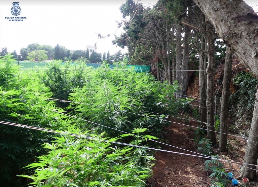 La Policía Nacional interviene 102 plantas de marihuana en Ciutadella, con un peso aproximado de 93 kilos